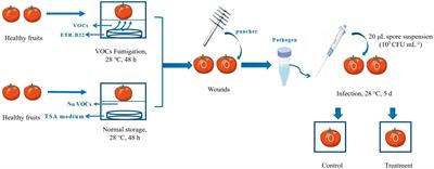 Investigating the action model of the resistance enhancement induced by bacterial volatile organic compounds against Botrytis cinerea in tomato fruit